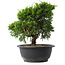 Juniperus chinensis Itoigawa, 24 cm, ± 15 jaar oud