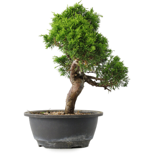 Juniperus chinensis Itoigawa, 29 cm, ± 15 Jahre alt