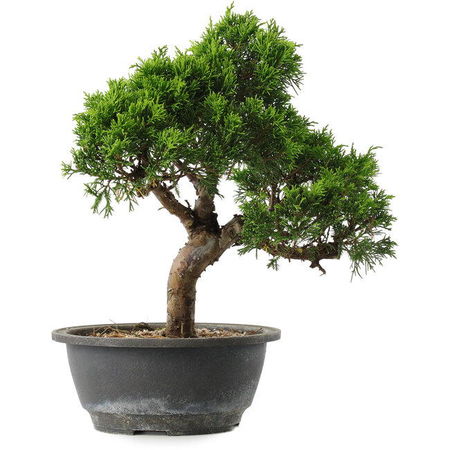 Juniperus chinensis Itoigawa, 29 cm, ± 15 ans