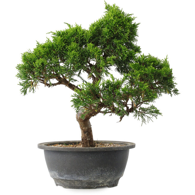 Juniperus chinensis Itoigawa, 29 cm, ± 15 jaar oud