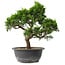 Juniperus chinensis Itoigawa, 29 cm, ± 15 anni