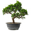 Juniperus chinensis Itoigawa, 29 cm, ± 15 jaar oud