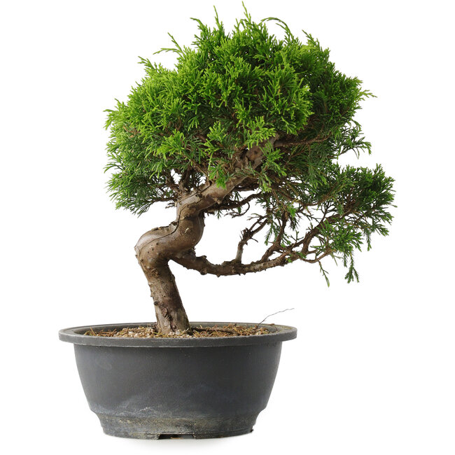 Juniperus chinensis Itoigawa, 25,5 cm, ± 15 jaar oud