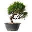 Juniperus chinensis Itoigawa, 25,5 cm, ± 15 anni