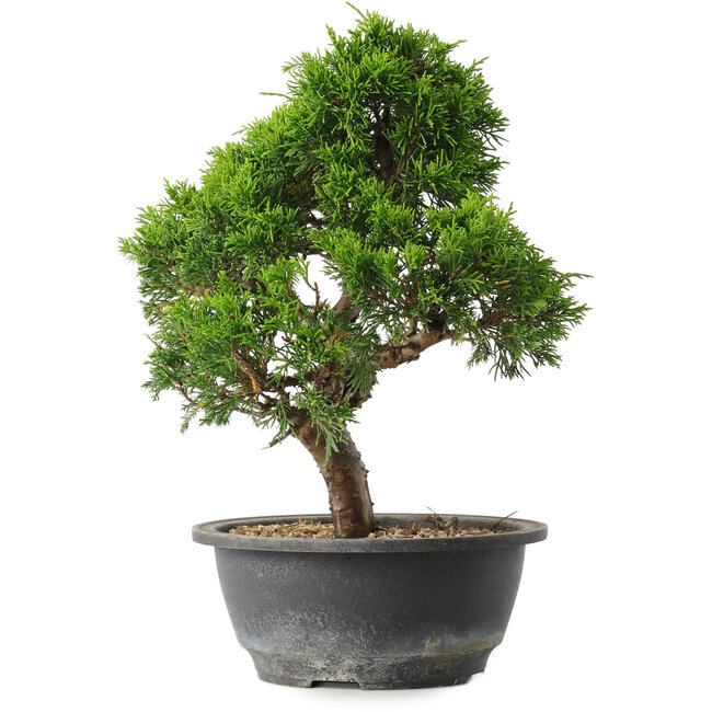 Juniperus chinensis Itoigawa, 29 cm, ± 15 años