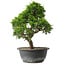 Juniperus chinensis Itoigawa, 29 cm, ± 15 anni