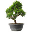 Juniperus chinensis Itoigawa, 29 cm, ± 15 jaar oud