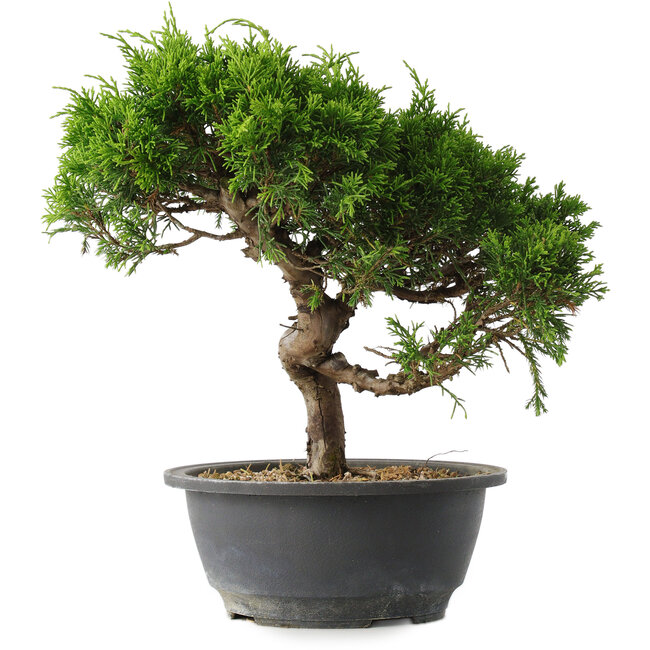 Juniperus chinensis Itoigawa, 25,5 cm, ± 15 jaar oud
