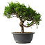 Juniperus chinensis Itoigawa, 25,5 cm, ± 15 jaar oud