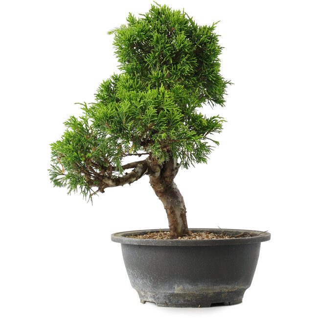 Juniperus chinensis Itoigawa, 29 cm, ± 15 anni