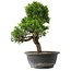 Juniperus chinensis Itoigawa, 29 cm, ± 15 jaar oud