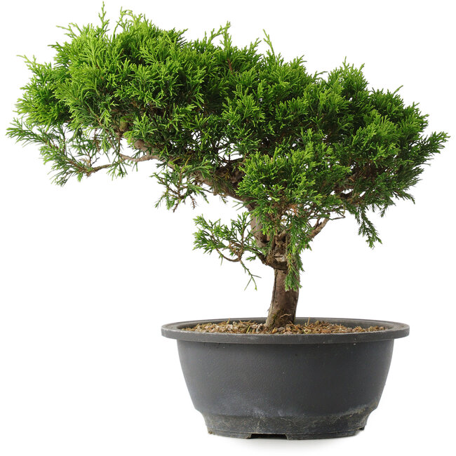 Juniperus chinensis Itoigawa, 25,5 cm, ± 15 ans