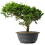 Juniperus chinensis Itoigawa, 25,5 cm, ± 15 jaar oud