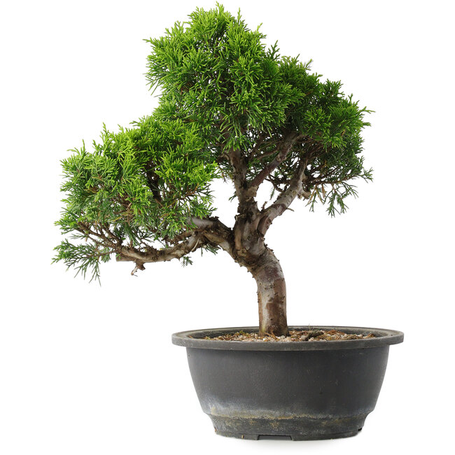 Juniperus chinensis Itoigawa, 29 cm, ± 15 años