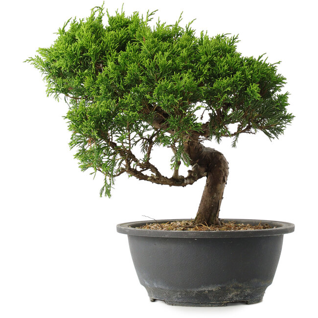 Juniperus chinensis Itoigawa, 25,5 cm, ± 15 years old