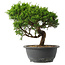 Juniperus chinensis Itoigawa, 25,5 cm, ± 15 jaar oud