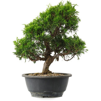Juniperus chinensis Itoigawa, 29,5 cm, ± 15 jaar oud