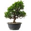 Juniperus chinensis Itoigawa, 29,5 cm, ± 15 anni