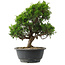 Juniperus chinensis Itoigawa, 29,5 cm, ± 15 jaar oud