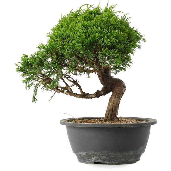 Juniperus chinensis Itoigawa, 25,5 cm, ± 15 años