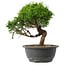 Juniperus chinensis Itoigawa, 25,5 cm, ± 15 anni