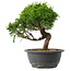 Juniperus chinensis Itoigawa, 25,5 cm, ± 15 jaar oud