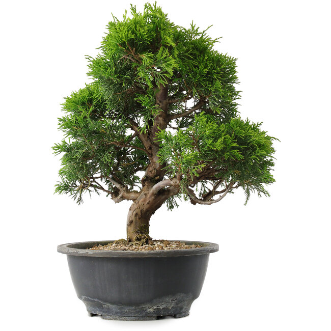 Juniperus chinensis Itoigawa, 29,5 cm, ± 15 Jahre alt
