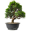 Juniperus chinensis Itoigawa, 29,5 cm, ± 15 jaar oud