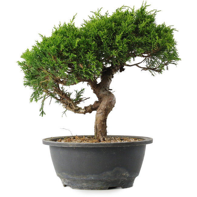 Juniperus chinensis Itoigawa, 25,5 cm, ± 15 ans