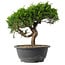 Juniperus chinensis Itoigawa, 25,5 cm, ± 15 anni