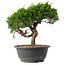 Juniperus chinensis Itoigawa, 25,5 cm, ± 15 jaar oud