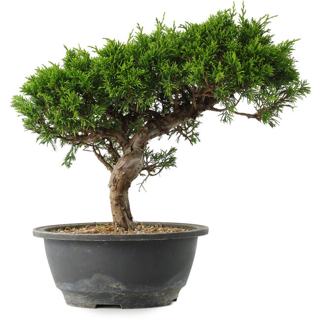 Juniperus chinensis Itoigawa, 25,5 cm, ± 15 years old