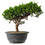 Juniperus chinensis Itoigawa, 25,5 cm, ± 15 jaar oud