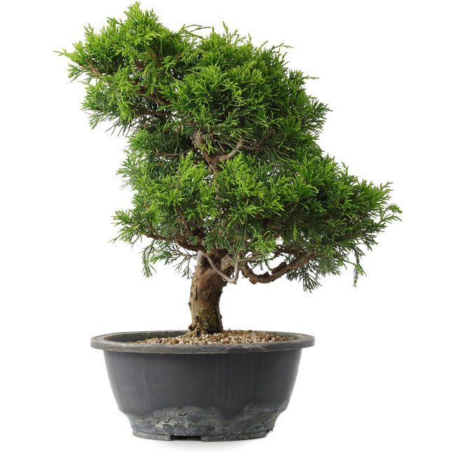 Juniperus chinensis Itoigawa, 29,5 cm, ± 15 Jahre alt