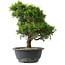 Juniperus chinensis Itoigawa, 29,5 cm, ± 15 anni