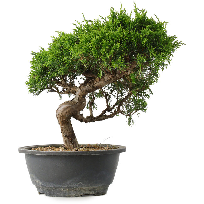 Juniperus chinensis Itoigawa, 25,5 cm, ± 15 ans