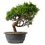 Juniperus chinensis Itoigawa, 25,5 cm, ± 15 anni