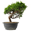 Juniperus chinensis Itoigawa, 25,5 cm, ± 15 jaar oud