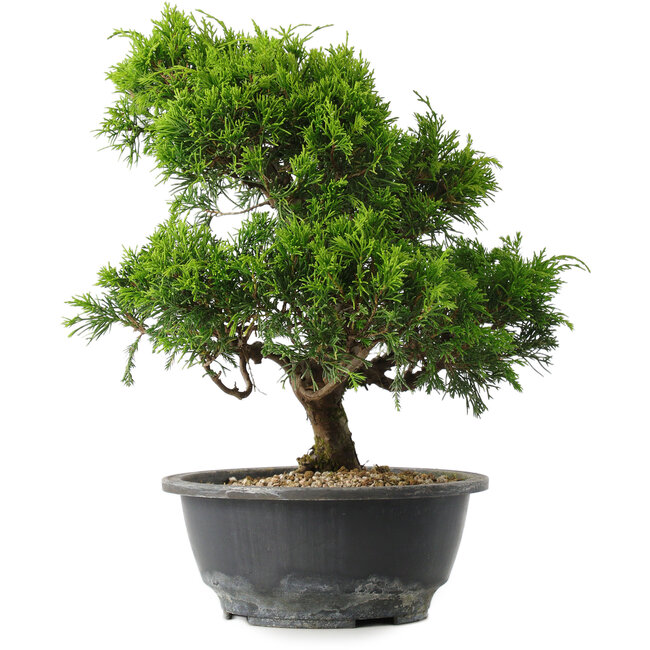 Juniperus chinensis Itoigawa, 29,5 cm, ± 15 años