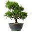 Juniperus chinensis Itoigawa, 29,5 cm, ± 15 anni