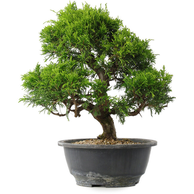 Juniperus chinensis Itoigawa, 29,5 cm, ± 15 years old