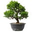 Juniperus chinensis Itoigawa, 29,5 cm, ± 15 anni