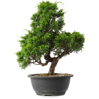 Juniperus chinensis Itoigawa, 33 cm, ± 15 anni