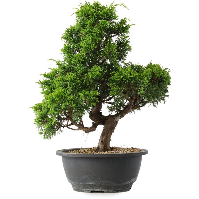 Juniperus chinensis Itoigawa, 33 cm, ± 15 anni