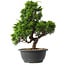 Juniperus chinensis Itoigawa, 33 cm, ± 15 anni