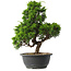 Juniperus chinensis Itoigawa, 33 cm, ± 15 Jahre alt