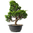 Juniperus chinensis Itoigawa, 33 cm, ± 15 anni