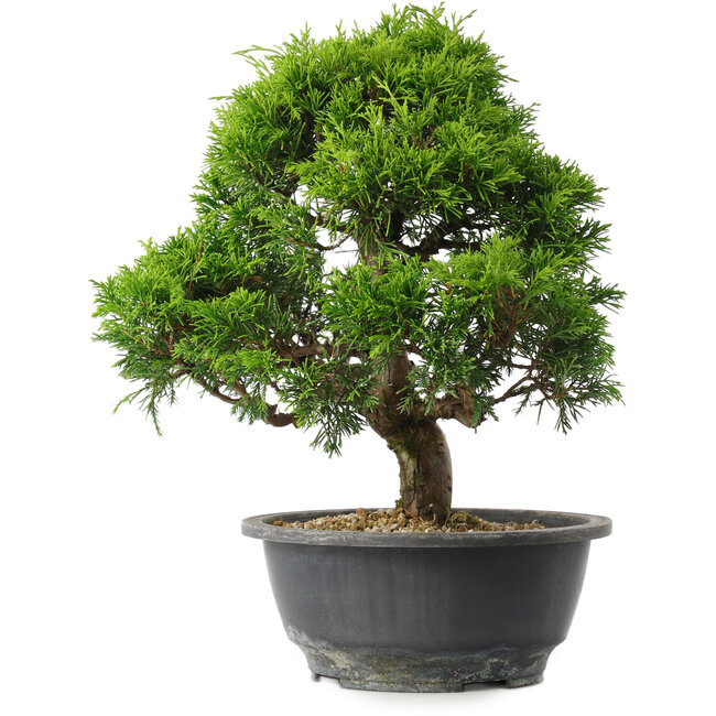 Juniperus chinensis Itoigawa, 29,5 cm, ± 15 ans