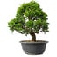 Juniperus chinensis Itoigawa, 29,5 cm, ± 15 anni