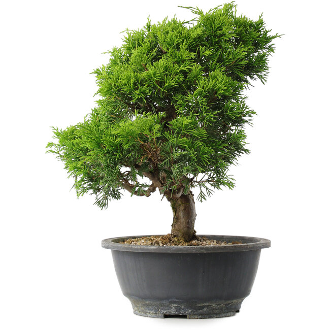 Juniperus chinensis Itoigawa, 29,5 cm, ± 15 años
